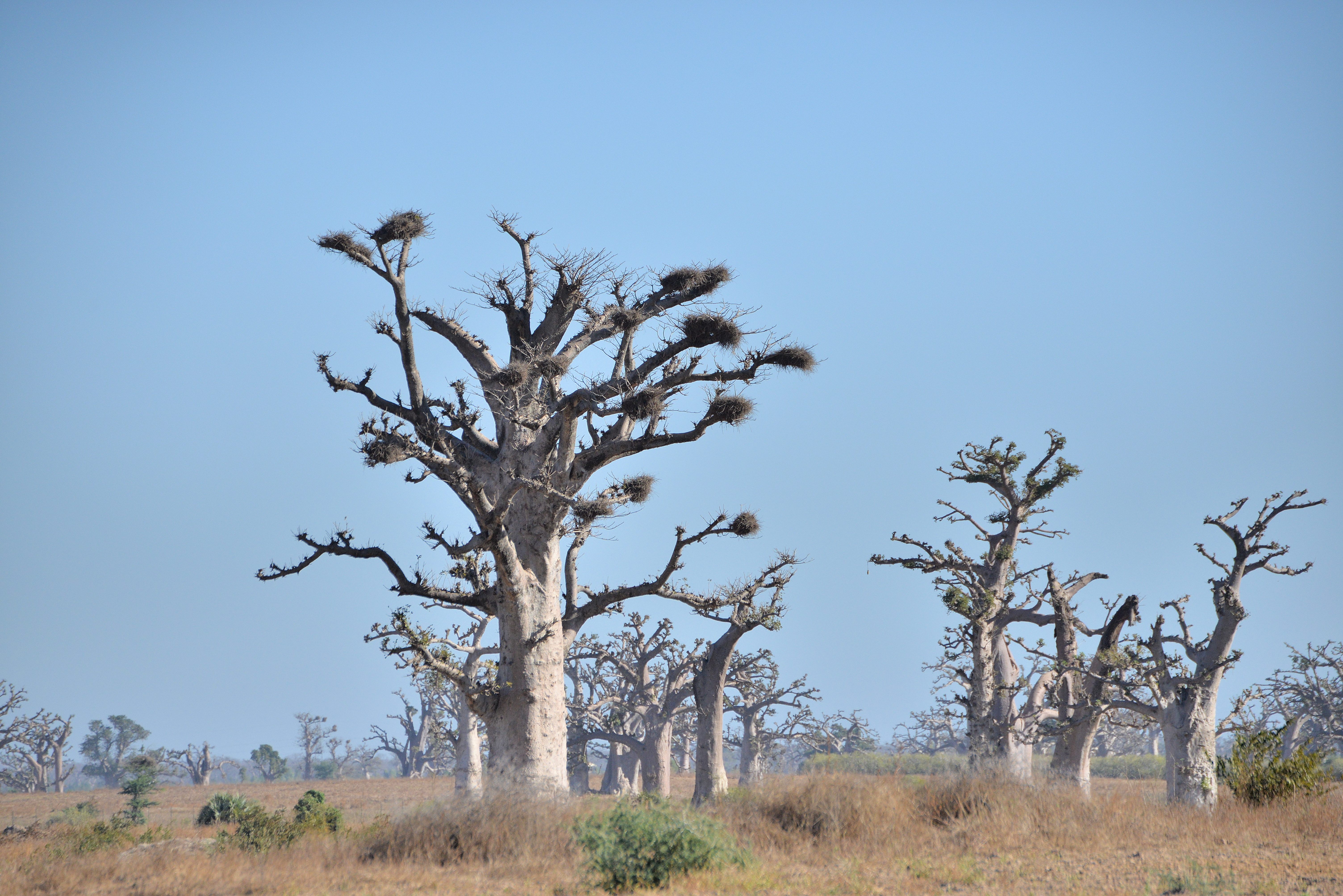 Brousse de Somone et des villages avoisinants, exemple de brousse arborée, ici dans la forêt des baobabs, en début de période sèche. 